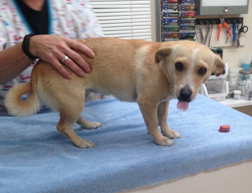 white terrier mix dog