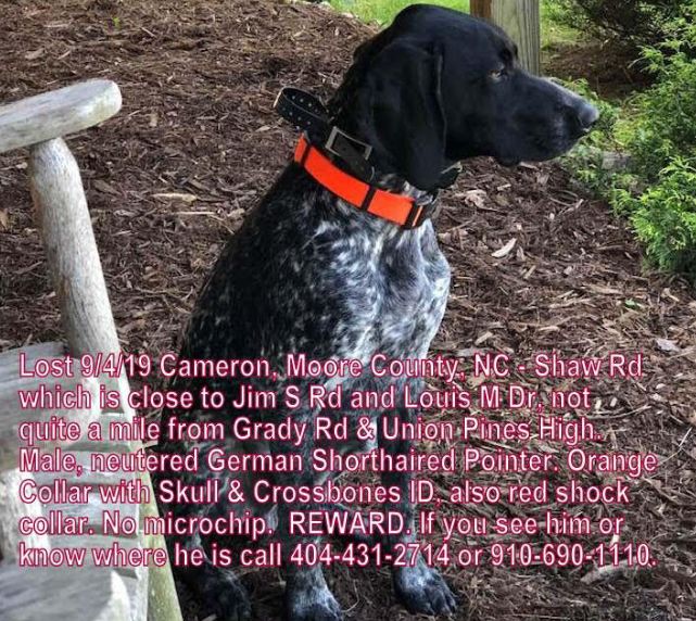 lost german shorthaired pointer