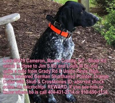 Lost Dog German Shorthaired Pointer In Cameron Near Union Pines