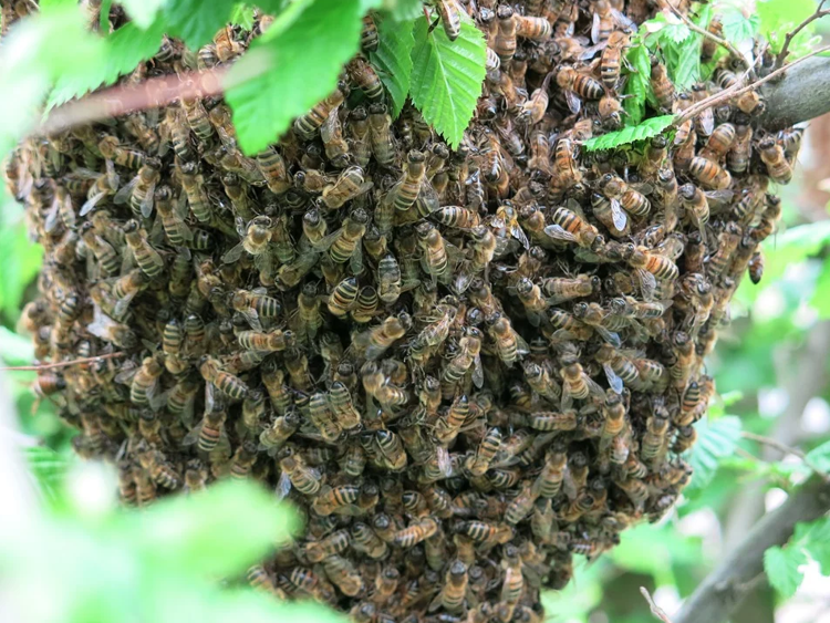 A ‘Buzz’ing Presentation at Moore County Senior Enrichment Center