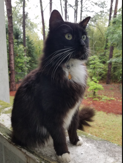 Lost Cat Black And White Long Haired Tuxedo Cat In Southern Pines