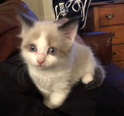 Lost Cat Missing Grey White Kitten In Pinehurst Pets Thepilot Com