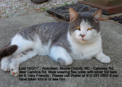 Lost Cat Grey And White Tabby Cat In Aberdeen Pets Thepilot Com