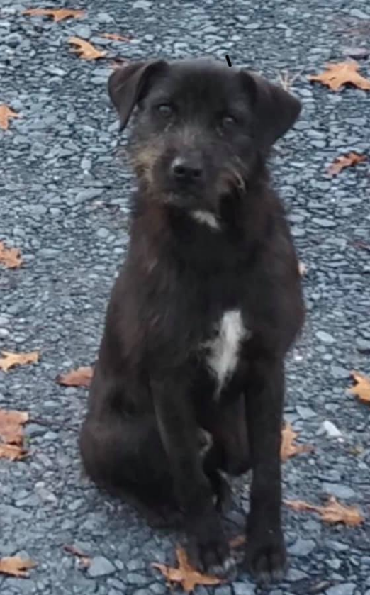 black and white terrier mix