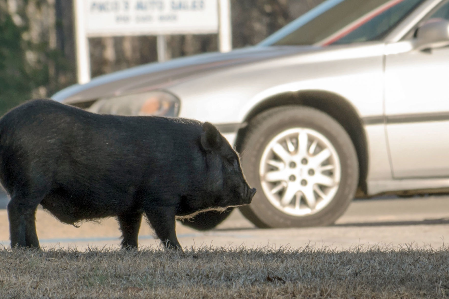 Elusive Pig Apprehended By Police | News | Thepilot.com