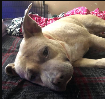 anderson creek harnett co pets