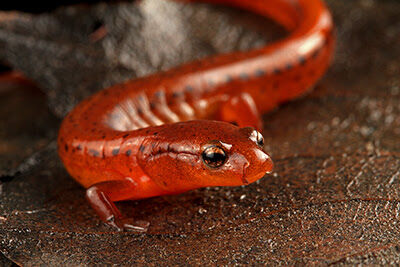 Carolina Sandhills Salamander Identified as New Species - Vimarsana News
