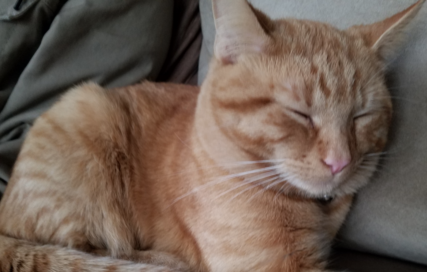 missing orange tabby cat fairfield