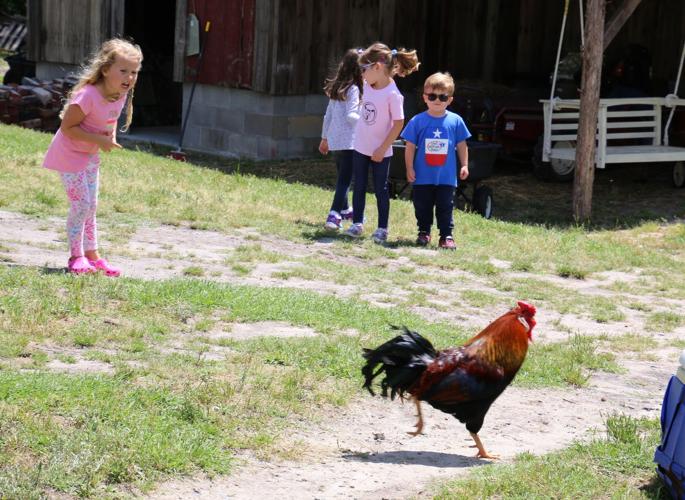 Spring Farm Day Gallery