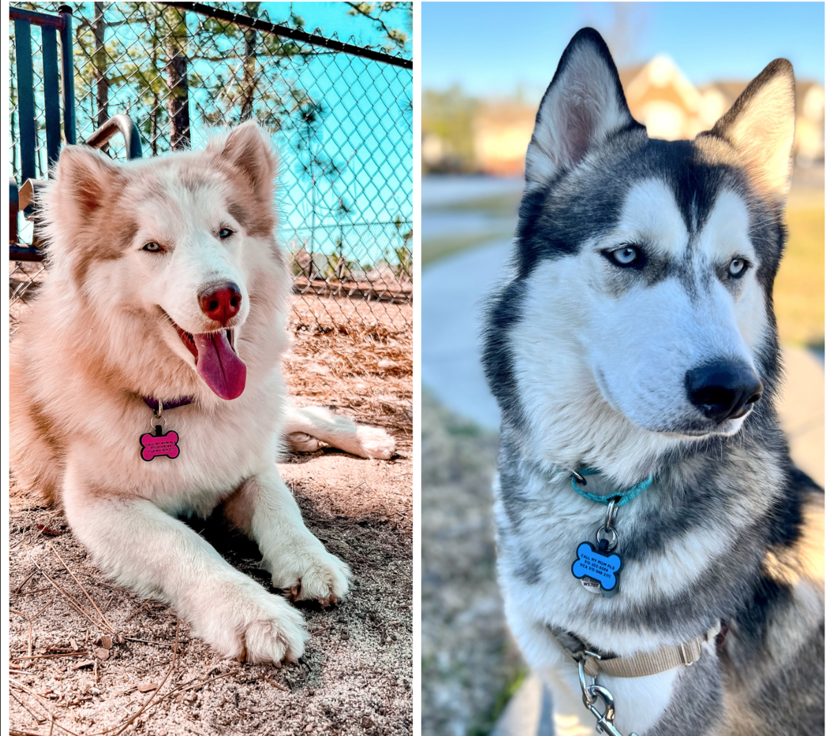 Lost Dogs Two Husky Dogs in West End UPDATE FOUND Pets