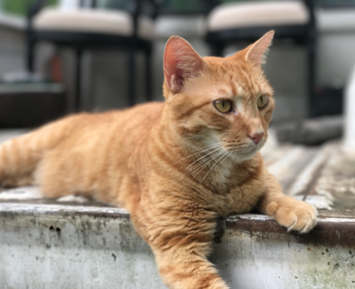 Lost Cat Oragne Tabby In Aberdeen Near Kolcraft Update Found
