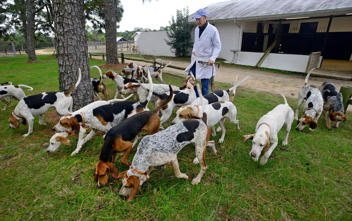 See Spots Run At Carolinas Hound Show Hoofbeats Thepilot Com