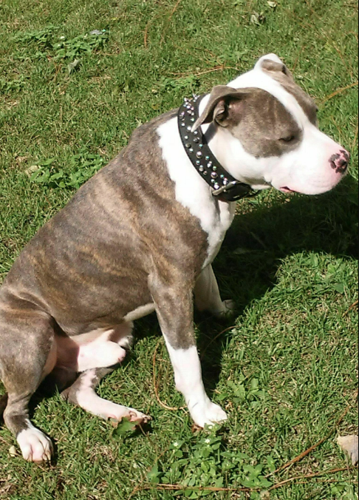 White brindle pitbull cheap