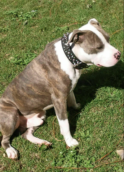 pitbull dog pitbull dog blue brindle