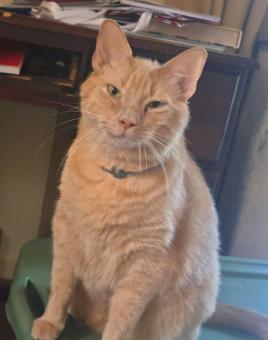 missing orange tabby cat fairfield