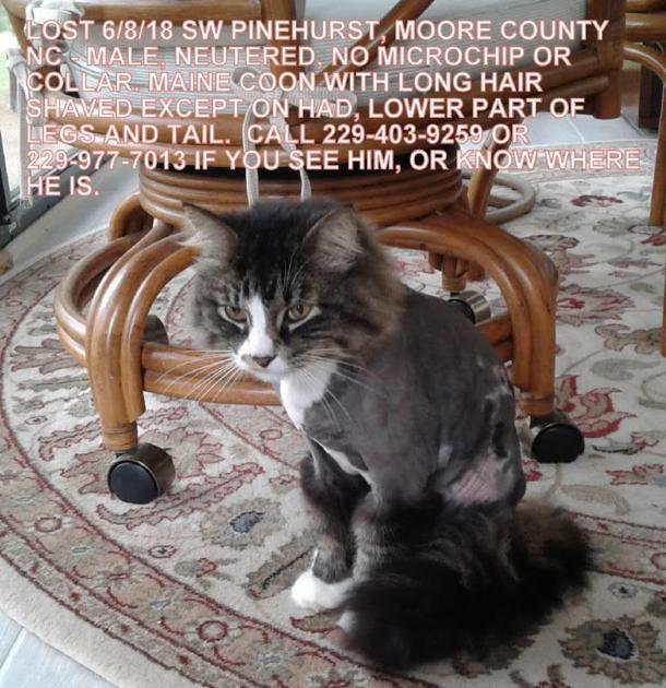 Lost Cat Gray And White Maine Coon Cat In Pinehurst Update Found