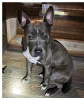 Found Dog, Black and White Pit Mix in Aberdeen