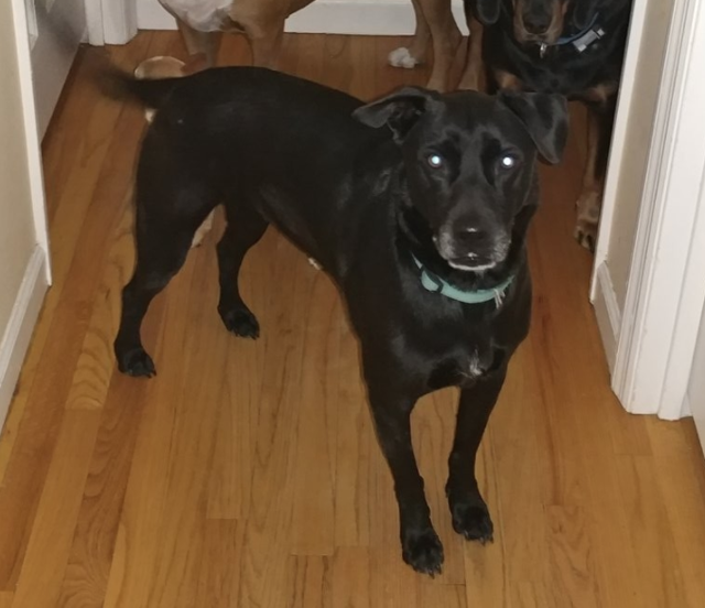 Lost Dog, Black Lab Mix in Southern Pines UPDATE: FOUND | Pets