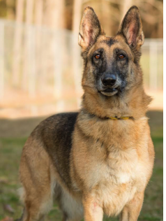 Pet of the Week: Ellie | Features | thepilot.com