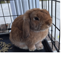 Found Rabbit, Red Lop-Eared Rabbit in Carthage | Pets | thepilot.com