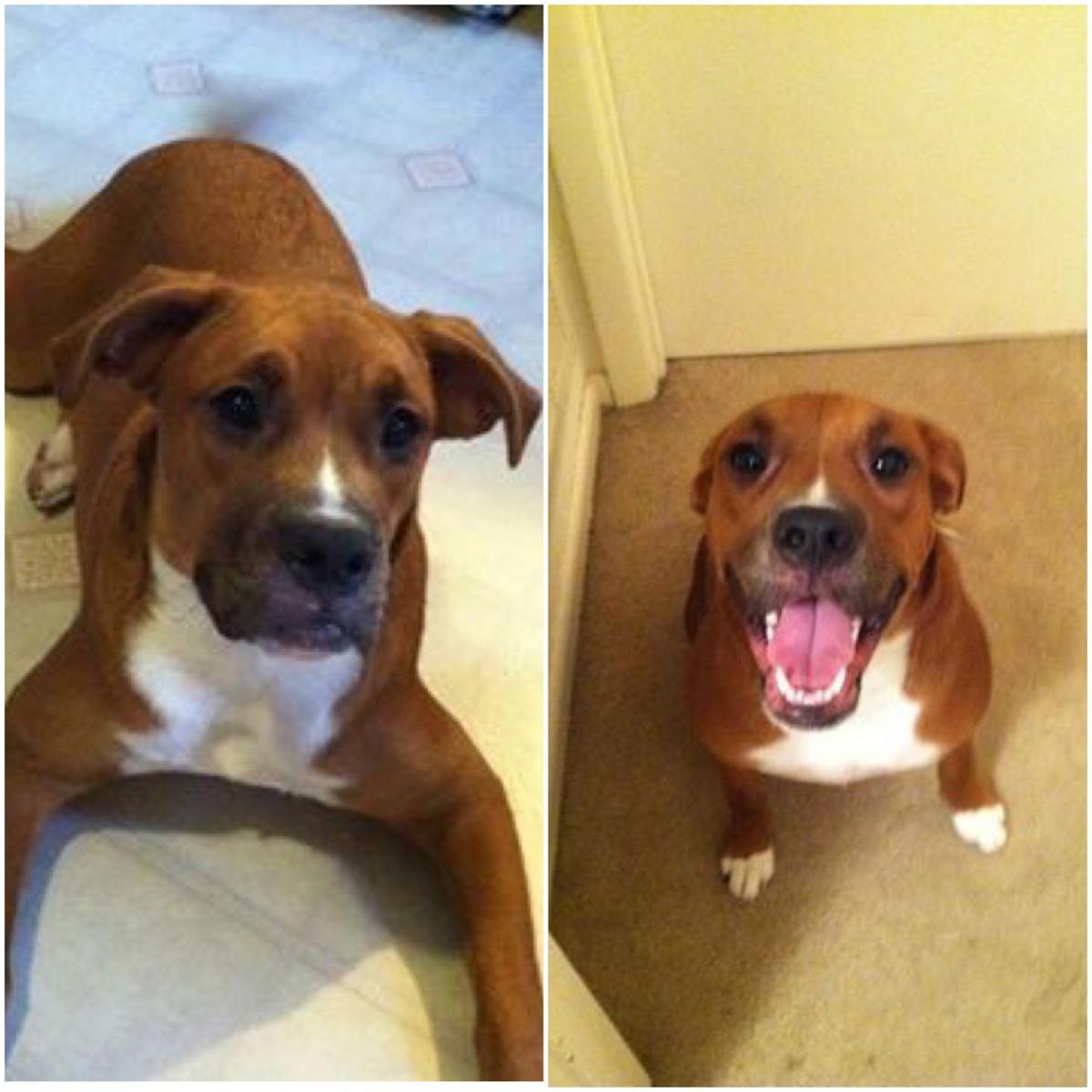 Lost Dog, Boxer in Lakeview area of Vass UPDATE FOUND Pets