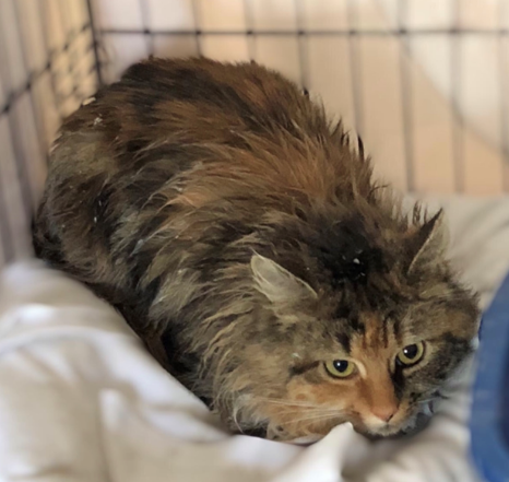 Found Cat Longhaired Calico Tabby In Seven Lakes North West End