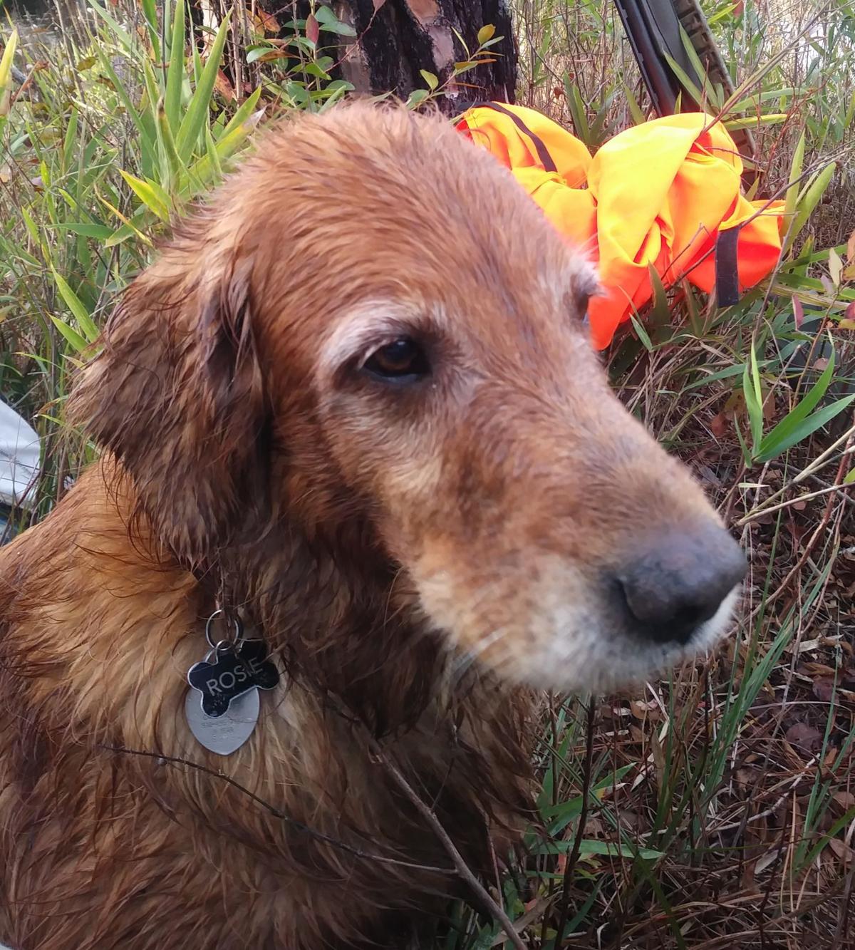 Lost Dog, Female Golden Retriever in Cameron UPDATE FOUND Pets