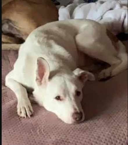 White pitbulls deaf on sale
