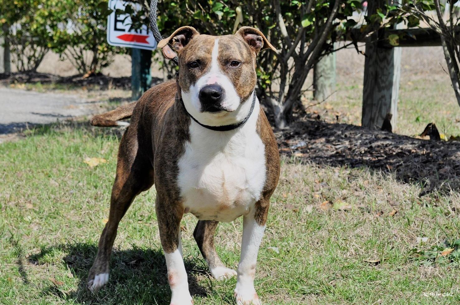 Pet of the Week BoxerHound Mix Bertha Up for Adoption Features
