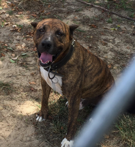 Lost brindle pitbull sales