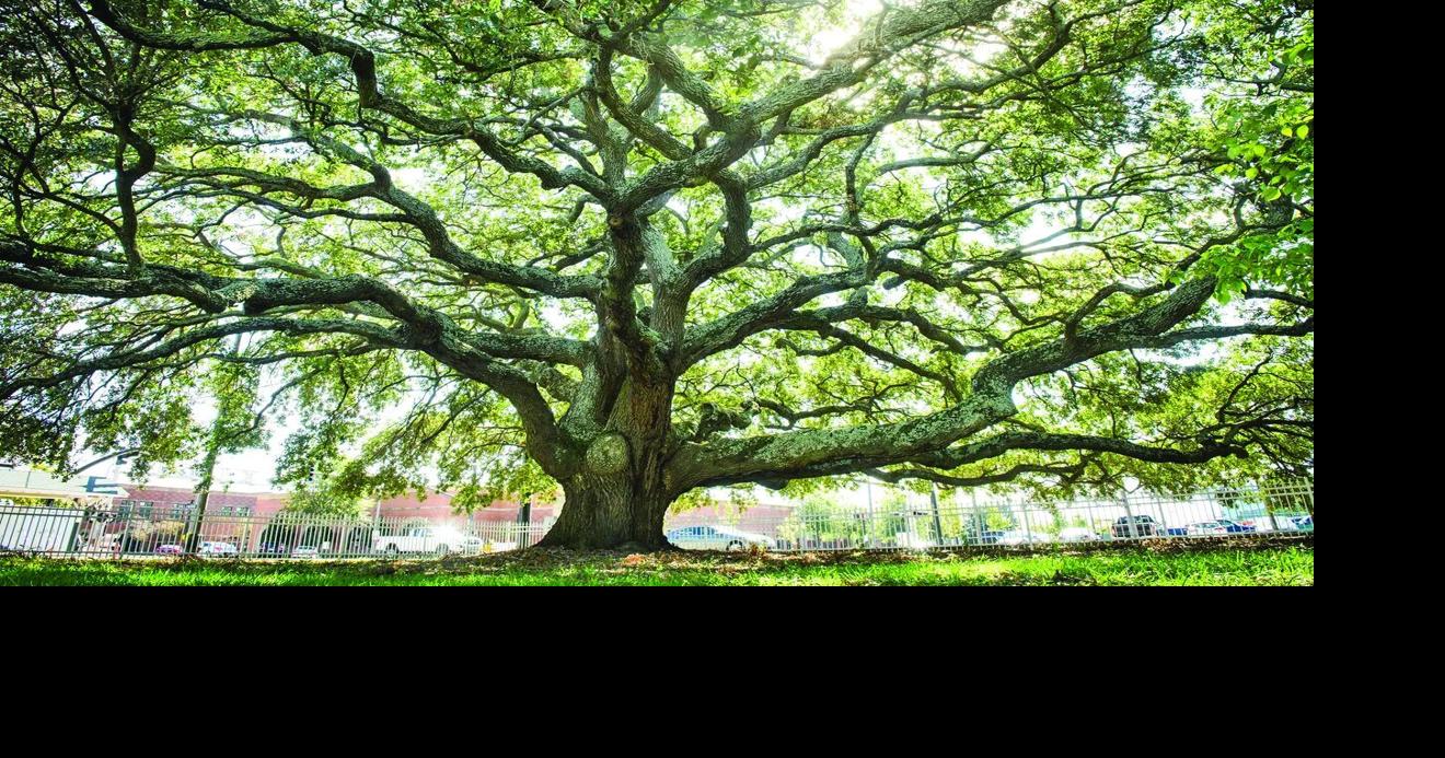 Liberty Tree Ceremony Planned | Features | thepilot.com