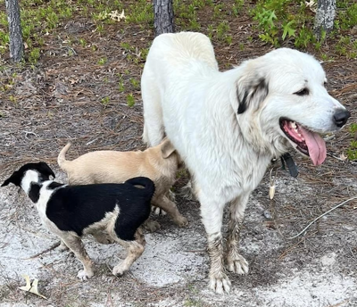 Found Dog and Puppies in Aberdeen