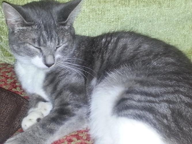Lost Cat, Gray Tabby w/ Six Toes in Pinehurst UPDATE: FOUND | Pets ...