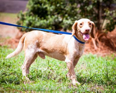 Pet Of The Week Walker Neutered Male Dachshund Beagle Mix Pets