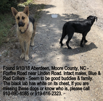 Found Dogs German Shepherd And Black Lab Mix In Pinehurst Foxfire Rd Linden Pets Thepilot Com