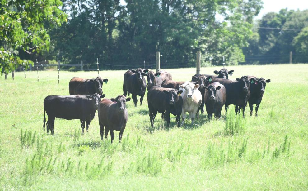 At 100, Carthage Farm Is Just Getting Warmed Up