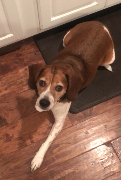 Lost Dog, Brown and White Beagle in Carthage | Pets | thepilot.com
