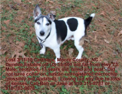 Lost Dog Jack Russell Terrier Older Dog Deaf In Eastwood