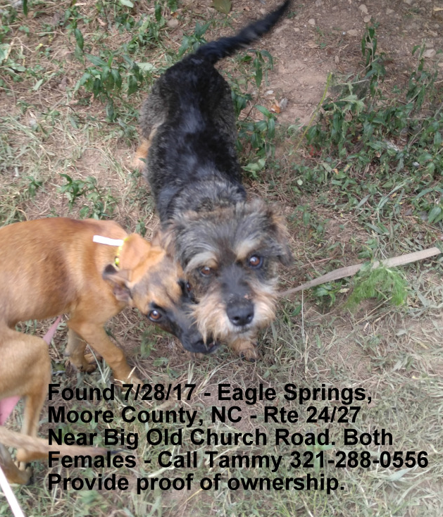 schnauzer and chihuahua