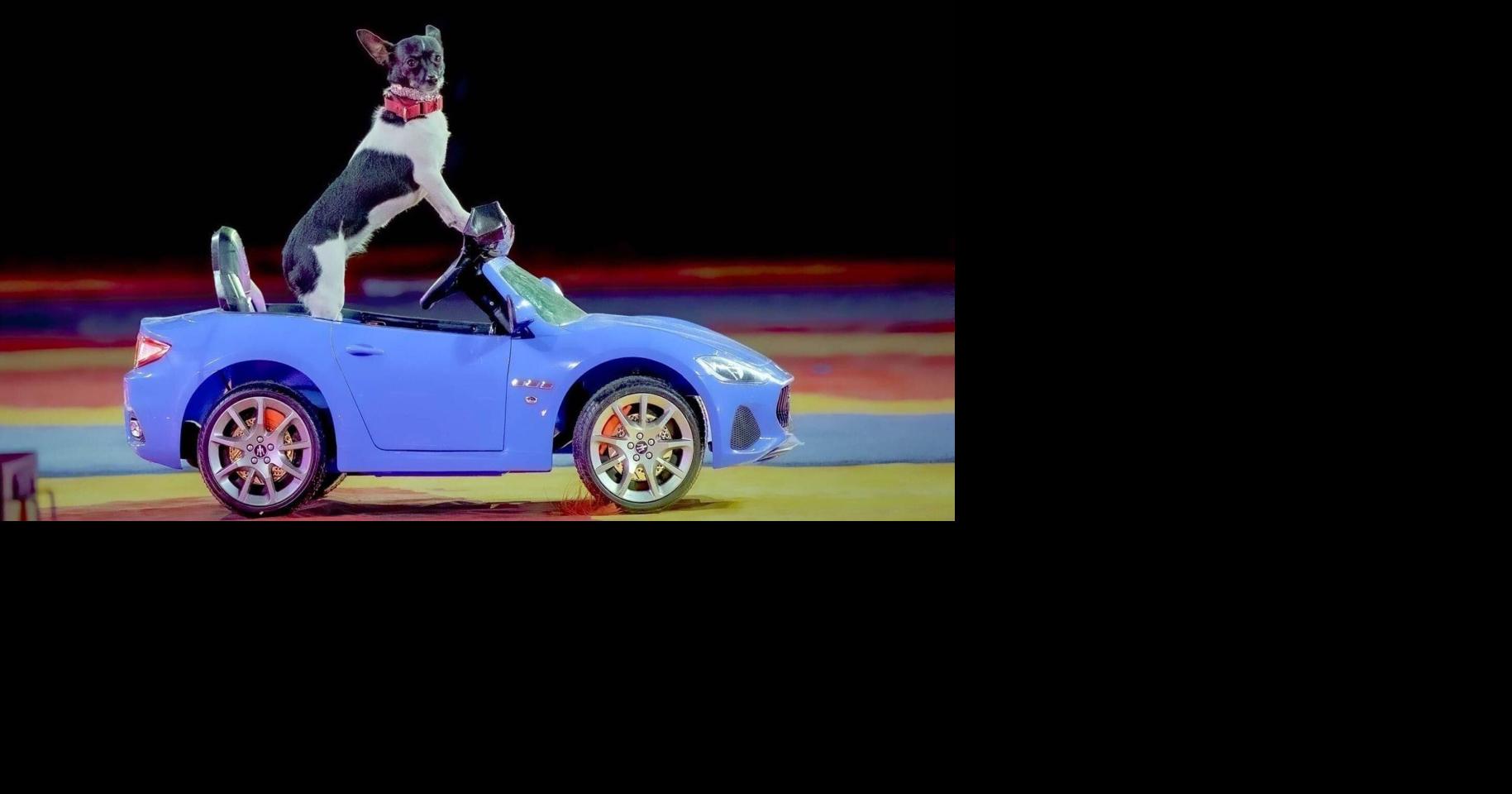 Puppy Pals Live! Returns: Exciting Stunt Dog Show for Families and Dog Lovers - News Directory 3