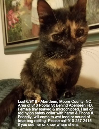 Lost Cat Tortoise Shell Colored Cat In Aberdeen Note Older Cat Small Pets Thepilot Com