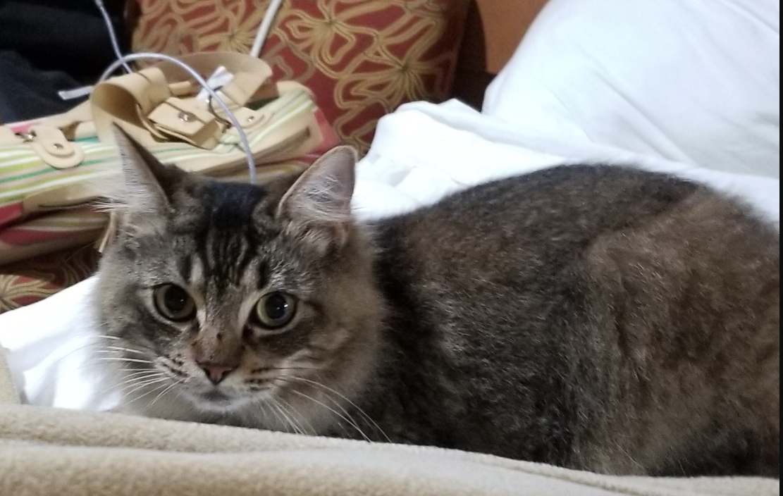 Lost Cat, Long-Haired Gray/Brown Tabby in Southern Pines UPDATE: FOUND |  Pets 