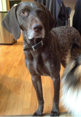 lost german shorthaired pointer