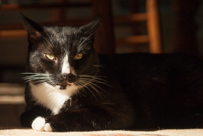 Lost Cat Black And White Tuxedo Cat In Pinehurst Update Found Pets Thepilot Com