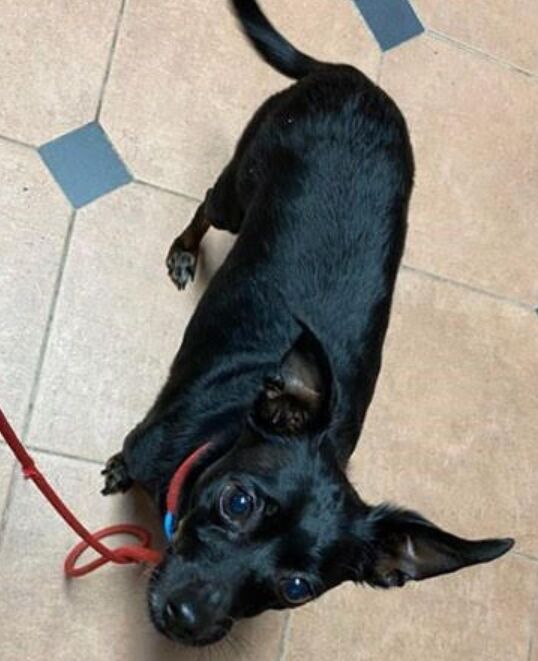 found black chihuahua