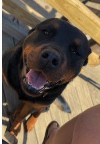 Lost Dog, Rottweiler in Cameron | Pets | thepilot.com