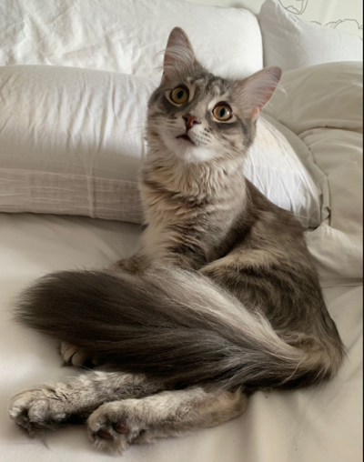 Lost Cat Light Grey Maine Coon Tabby Mix In Pinehurst Pets
