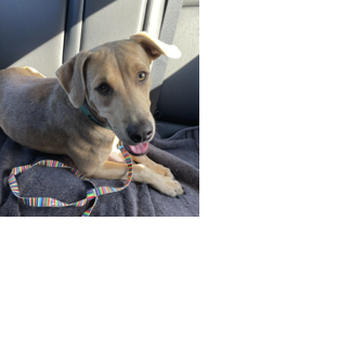 Found Dog, Tan Lab Mix in Aberdeen UPDATE: OWNER FOUND | Pets ...