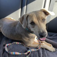 Found Dog, Tan Lab Mix in Aberdeen UPDATE: OWNER FOUND | Pets ...