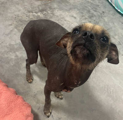 Chihuahua mixed with chinese crested 2025
